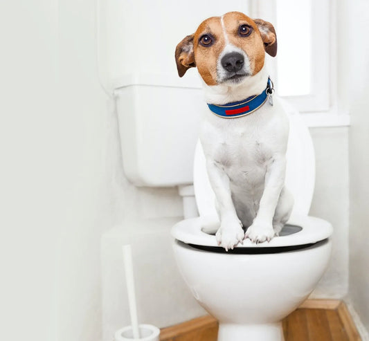 3 Signs Of A Healthy Dog. Look after your dog's health and safety
